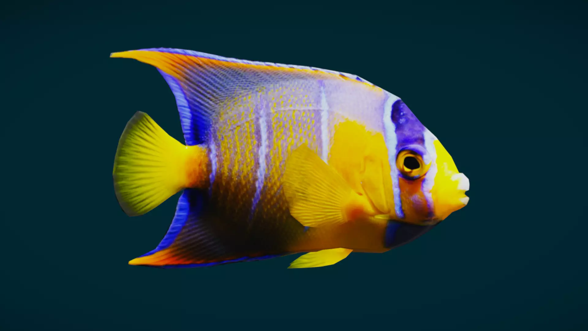 Coral Reef Fish Collection Animated - Game Ready pack 3 Low-poly 3D model_39