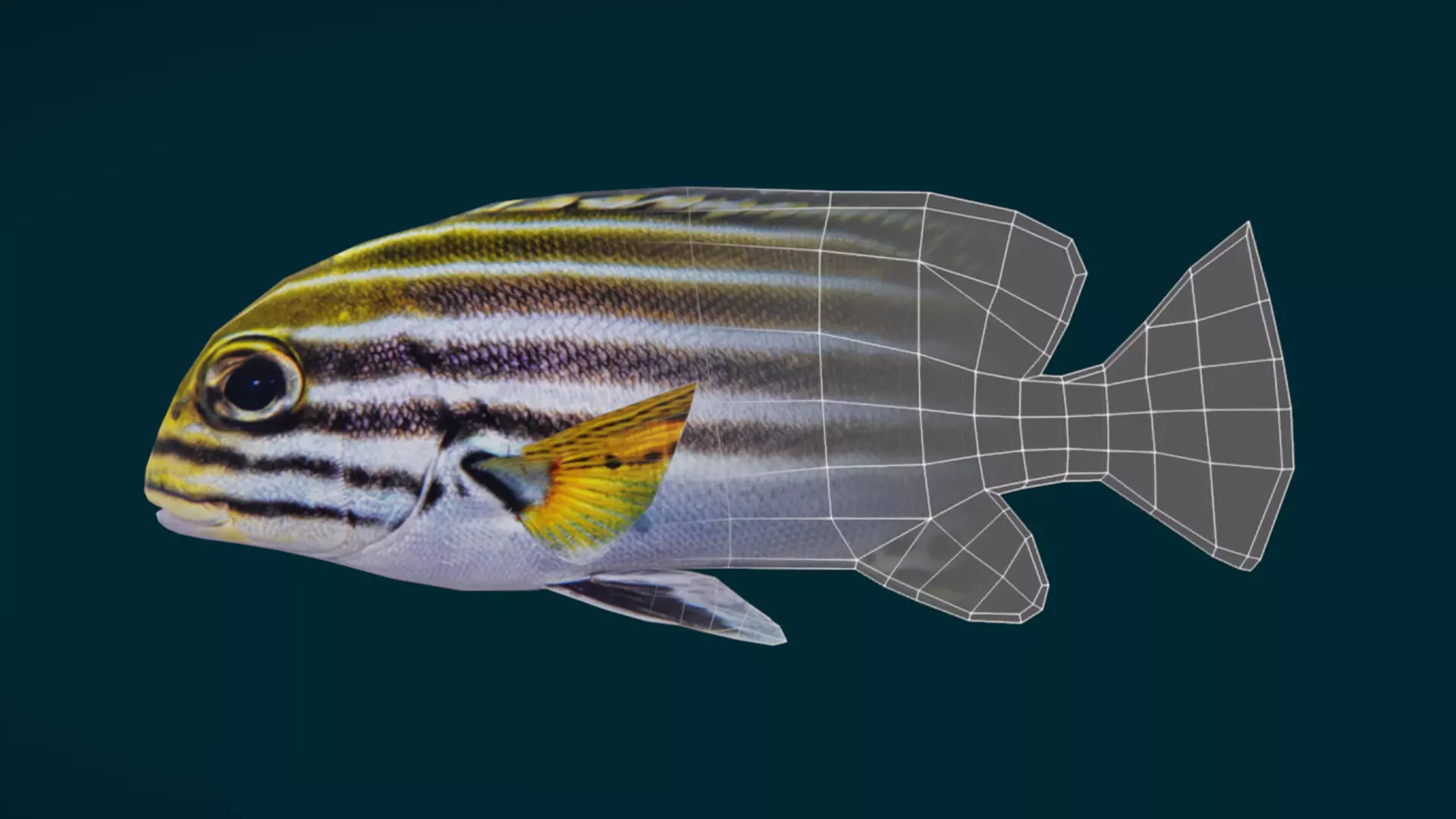 Coral Reef Fish Collection Animated - Game Ready pack 3 Low-poly 3D model_33