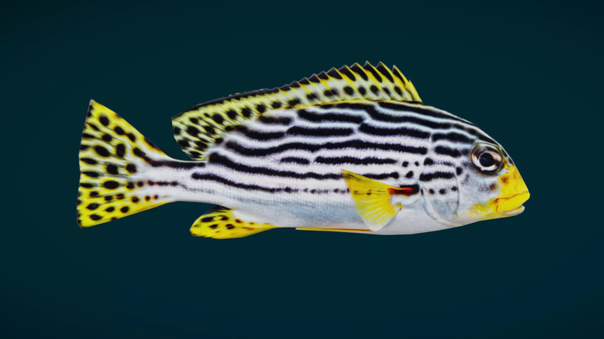 Coral Reef Fish Collection Animated - Game Ready pack 3 Low-poly 3D model_14