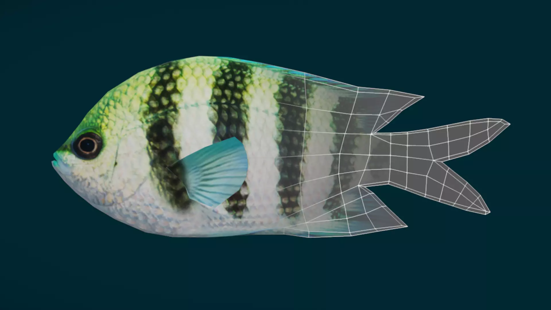 Coral Reef Fish Collection Animated - Game Ready pack 3 Low-poly 3D model_17