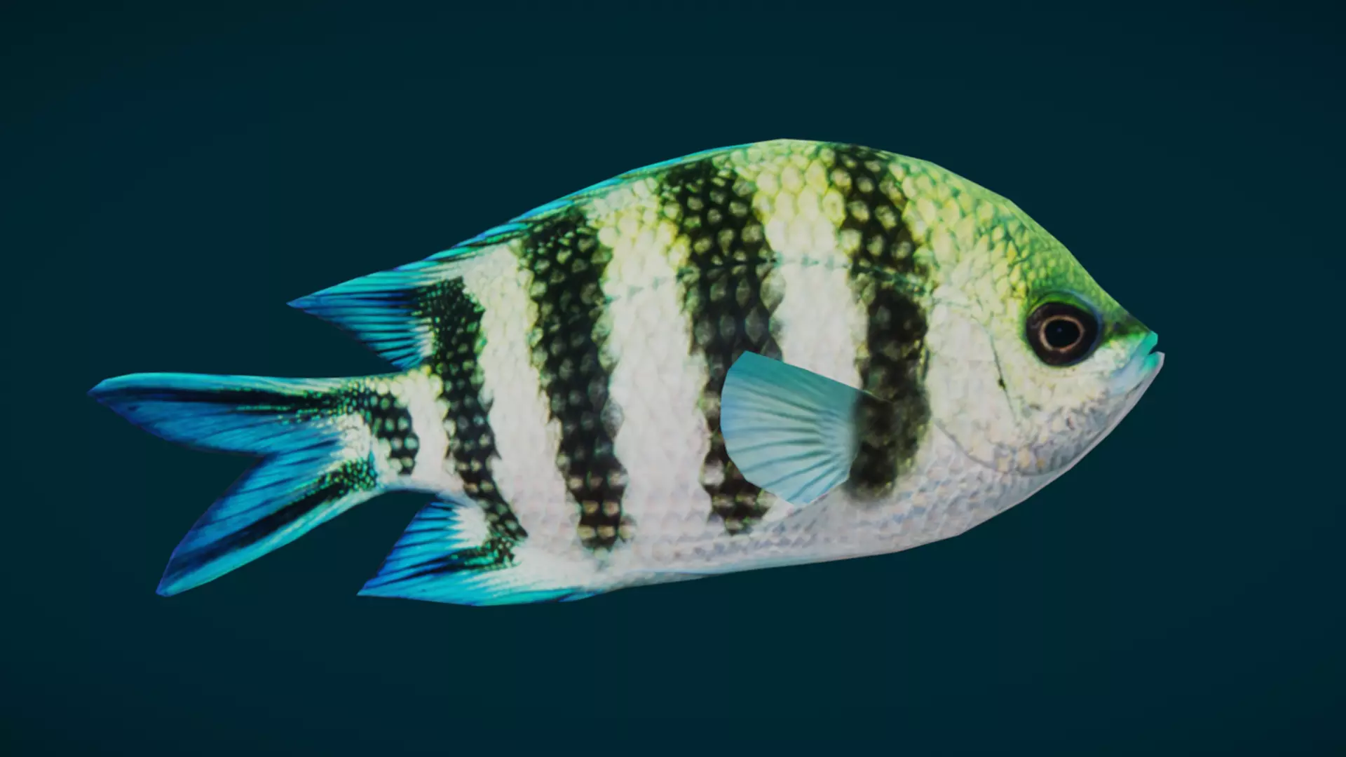 Coral Reef Fish Collection Animated - Game Ready pack 3 Low-poly 3D model_16