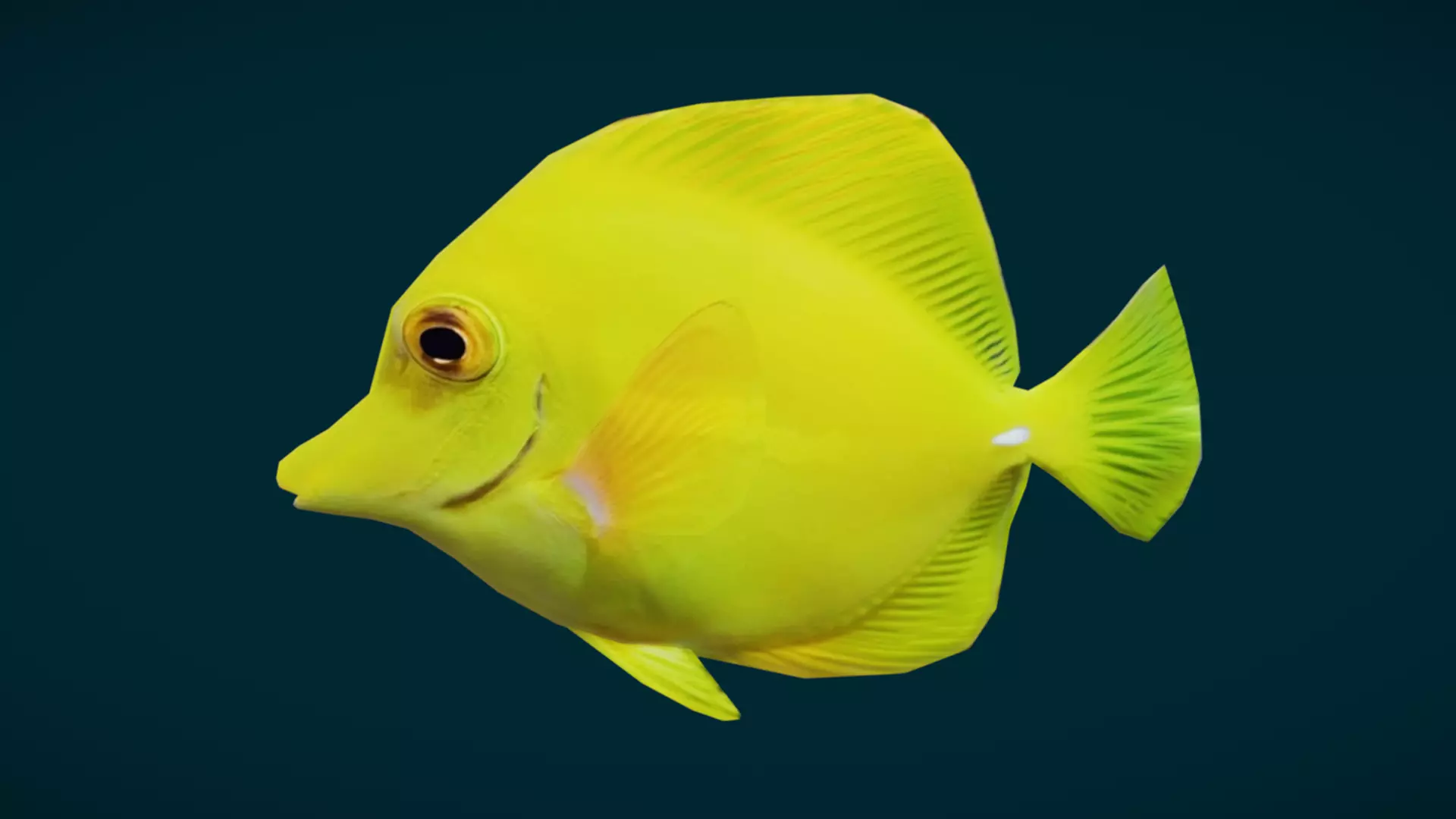 Coral Reef Fish Collection Animated - Game Ready pack 3 Low-poly 3D model_44