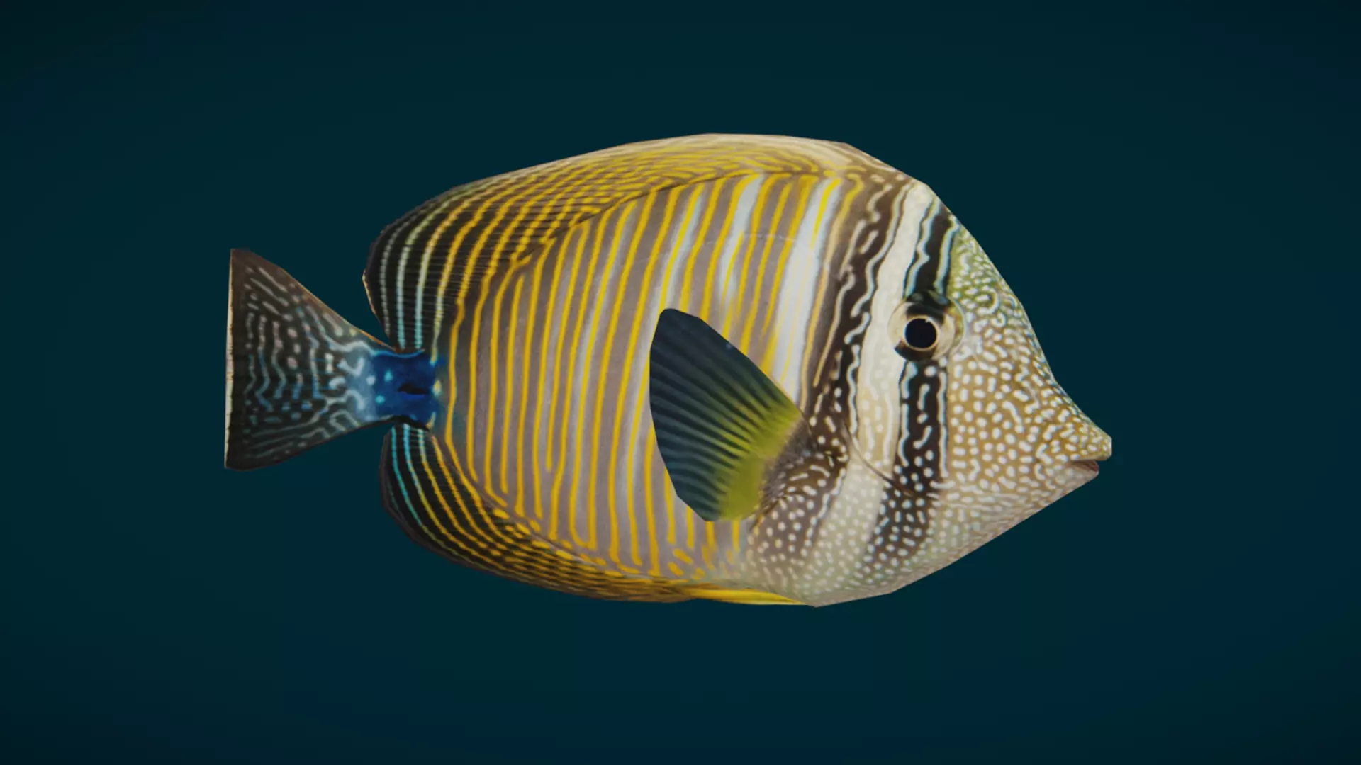 Coral Reef Fish Collection Animated - Game Ready pack 3 Low-poly 3D model_18