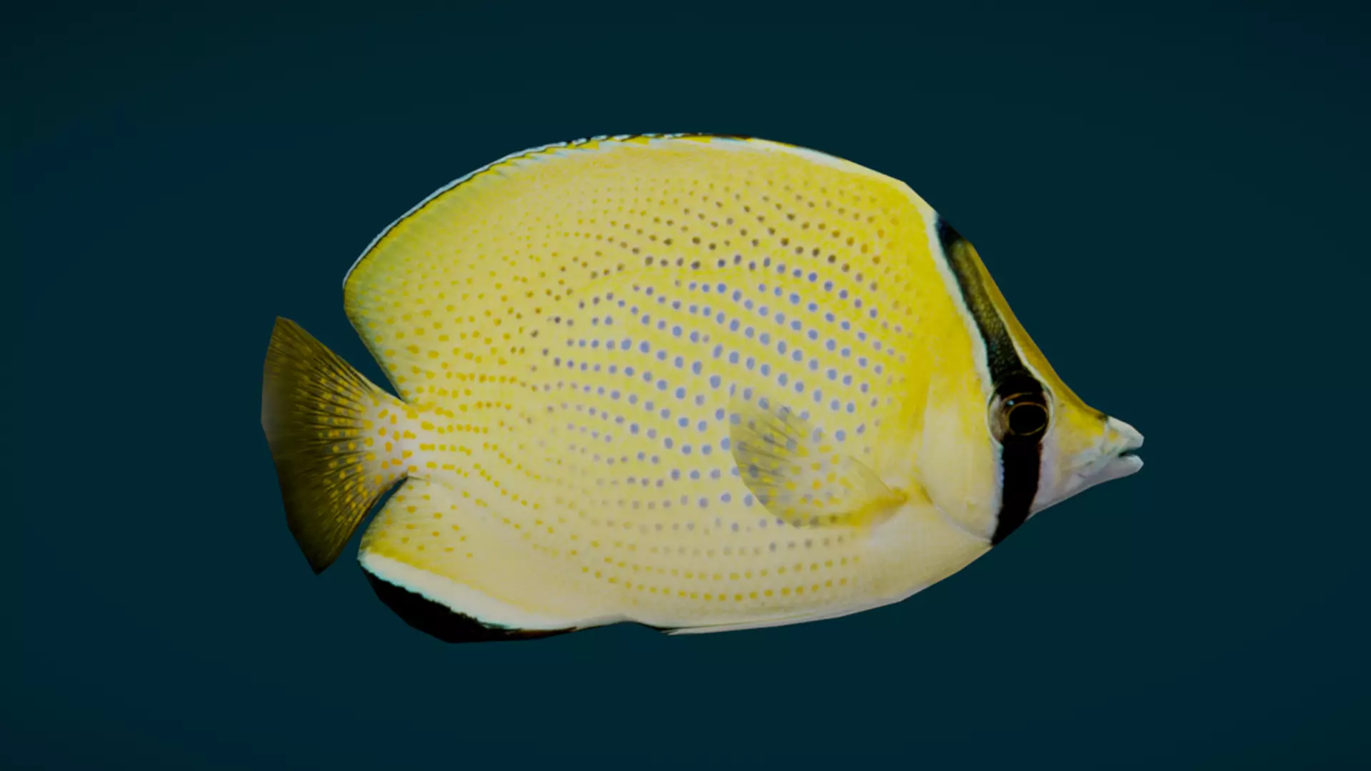 Coral Reef Fish Collection Animated - Game Ready pack 3 Low-poly 3D model_23