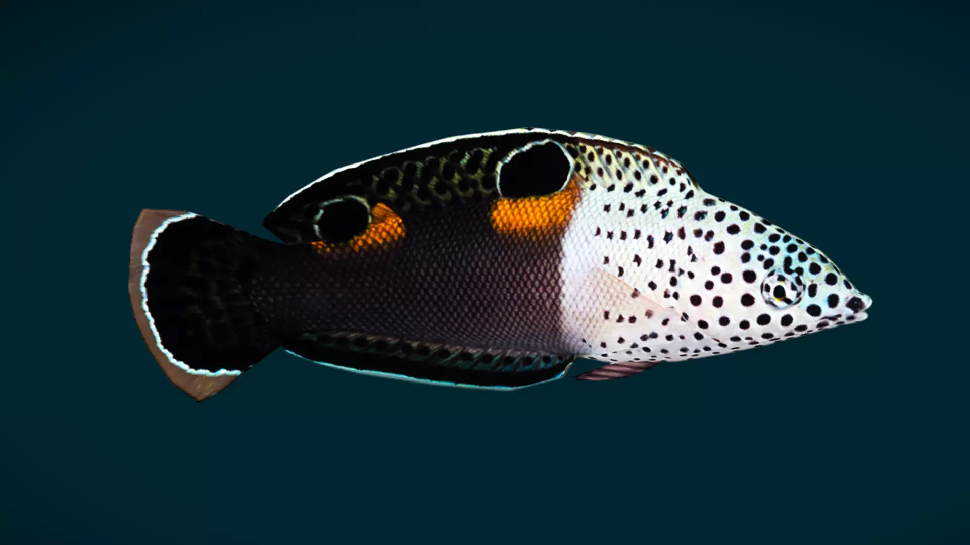 Coral Reef Fish Collection Animated - Game Ready pack 3 Low-poly 3D model_41