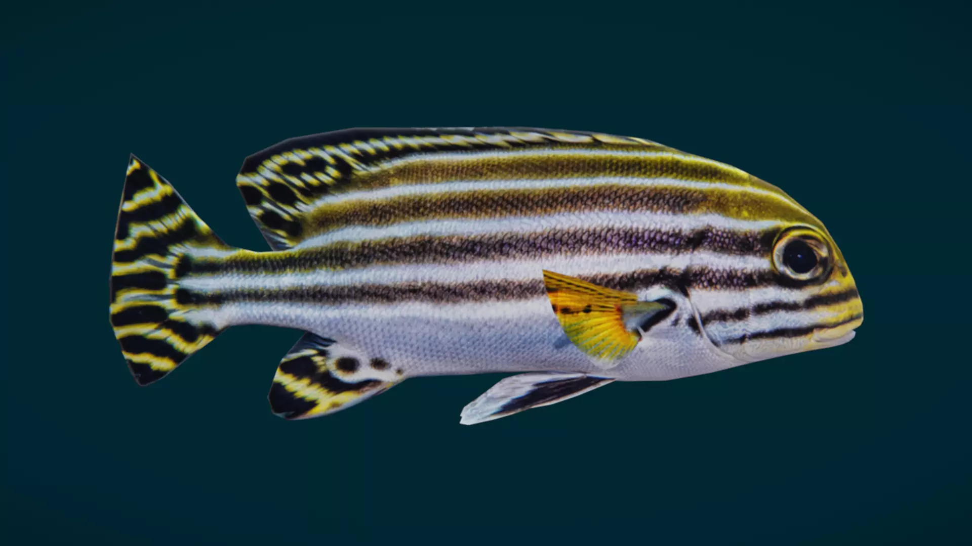 Coral Reef Fish Collection Animated - Game Ready pack 3 Low-poly 3D model_32