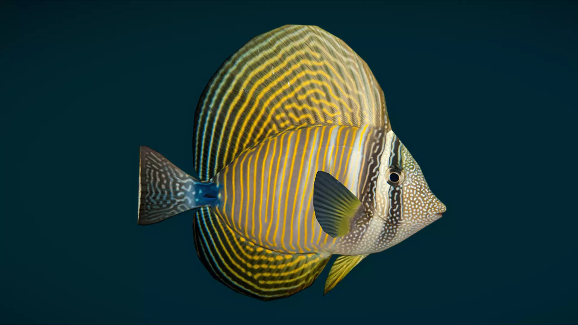 Coral Reef Fish Collection Animated - Game Ready pack 3 Low-poly 3D model_34