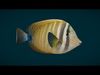 Coral Reef Fish Collection Animated - Game Ready pack 3 Low-poly 3D model_4