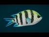 Coral Reef Fish Collection Animated - Game Ready pack 3 Low-poly 3D model_5