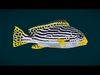 Coral Reef Fish Collection Animated - Game Ready pack 3 Low-poly 3D model_1