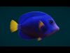 Coral Reef Fish Collection Animated - Game Ready pack 3 Low-poly 3D model_7