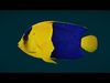 Coral Reef Fish Collection Animated - Game Ready pack 3 Low-poly 3D model_11