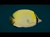Coral Reef Fish Collection Animated - Game Ready pack 3 Low-poly 3D model_8