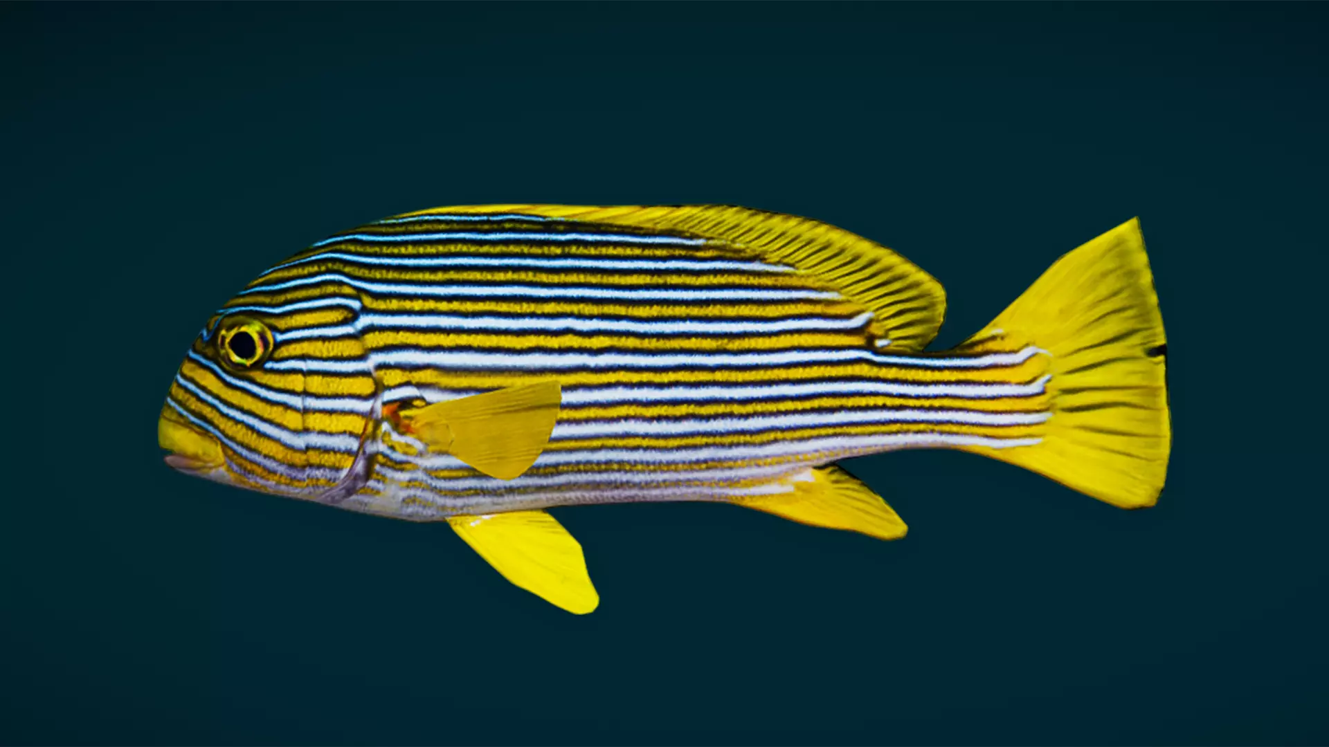 Coral Reef Fish Collection Animated - Game Ready pack 3 Low-poly 3D model_57