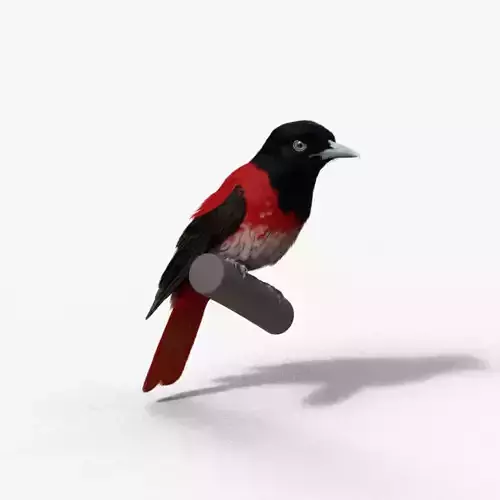 OriolusTraillii Animation VFX Grace