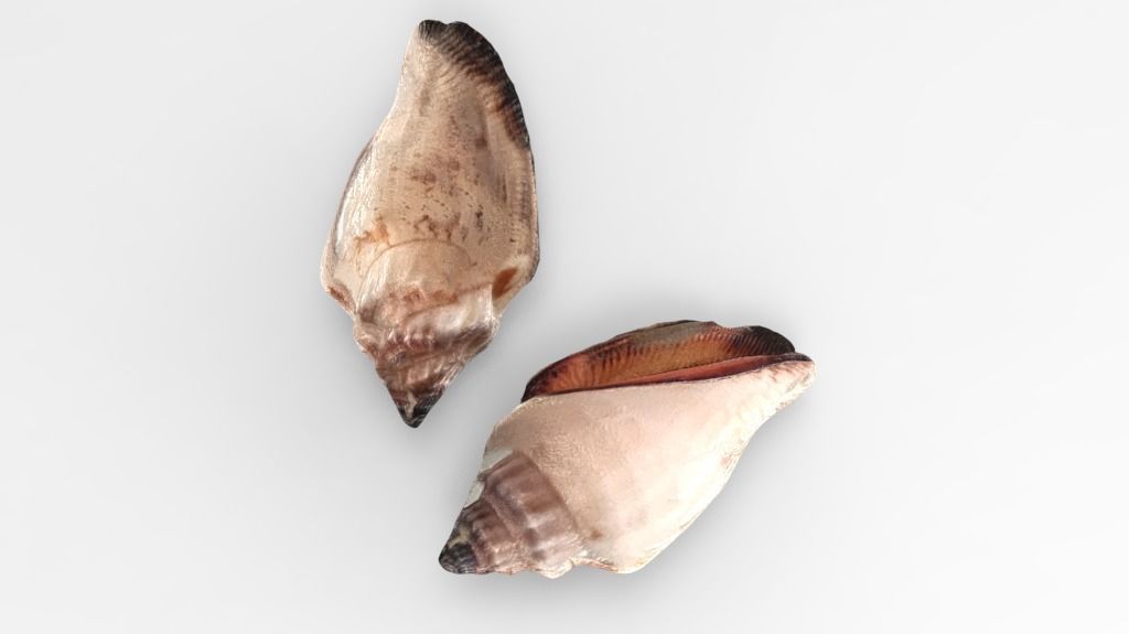Conch Sea Shell Low-poly 3D model_2