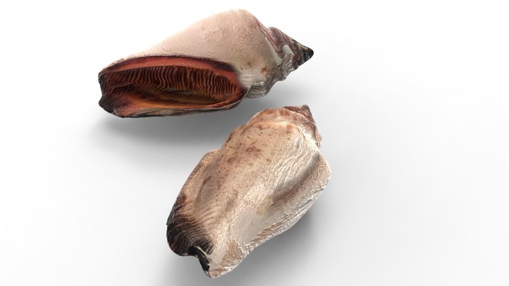 Conch Sea Shell Low-poly 3D model_1