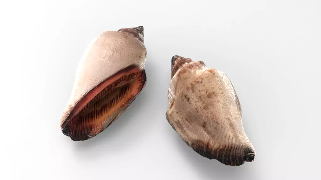 Conch Sea Shell Low-poly 3D model_0