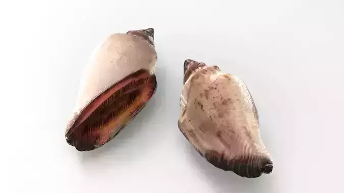 Conch Sea Shell Low-poly 3D model