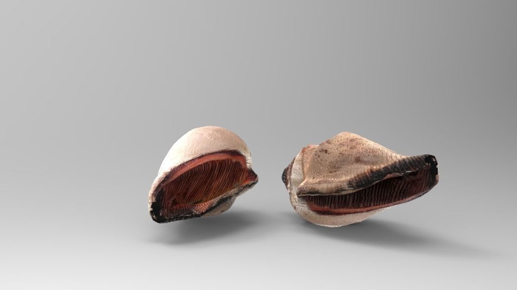 Conch Sea Shell Low-poly 3D model_4
