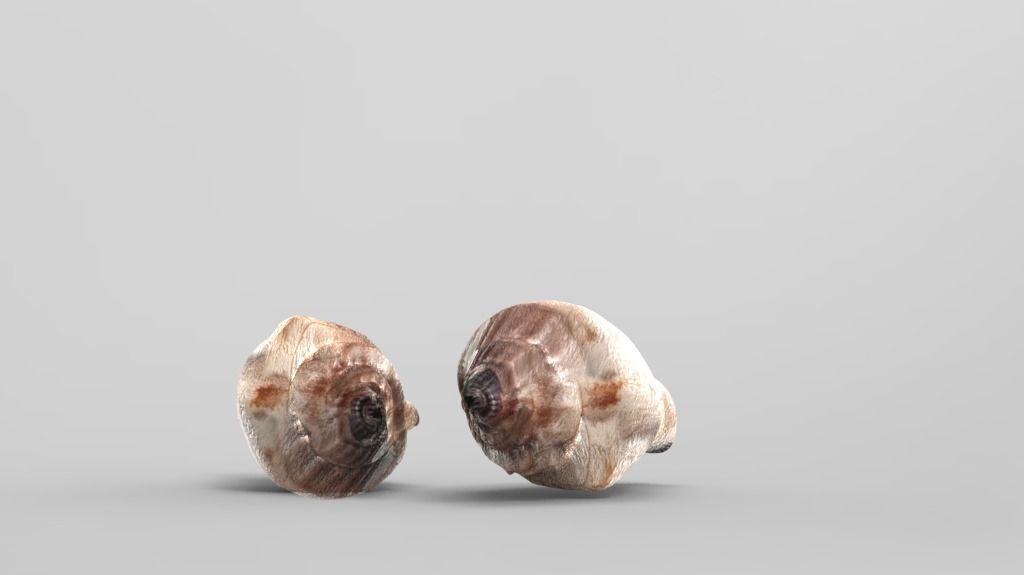 Conch Sea Shell Low-poly 3D model_3