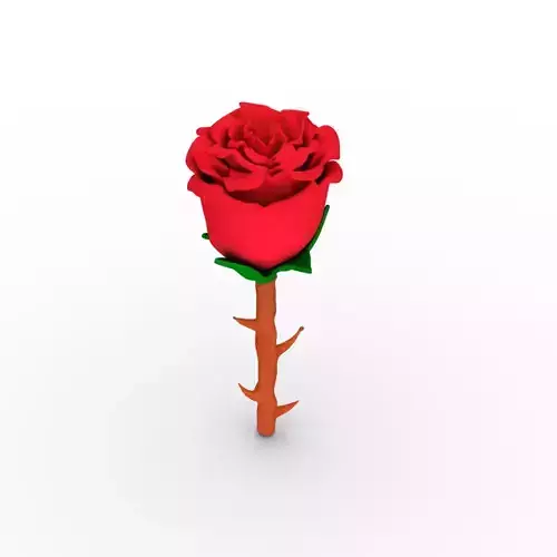a beautiful rose 