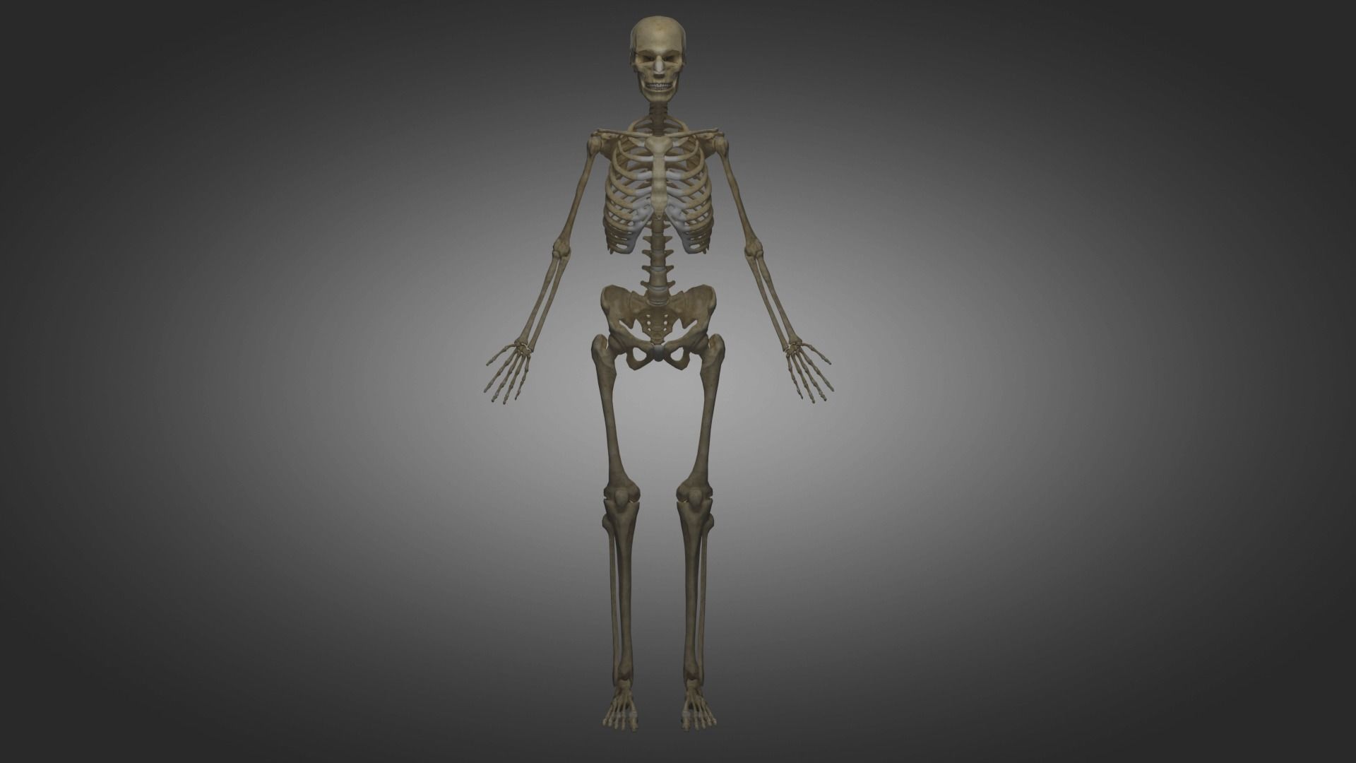 Human Skeleton  3D model_7