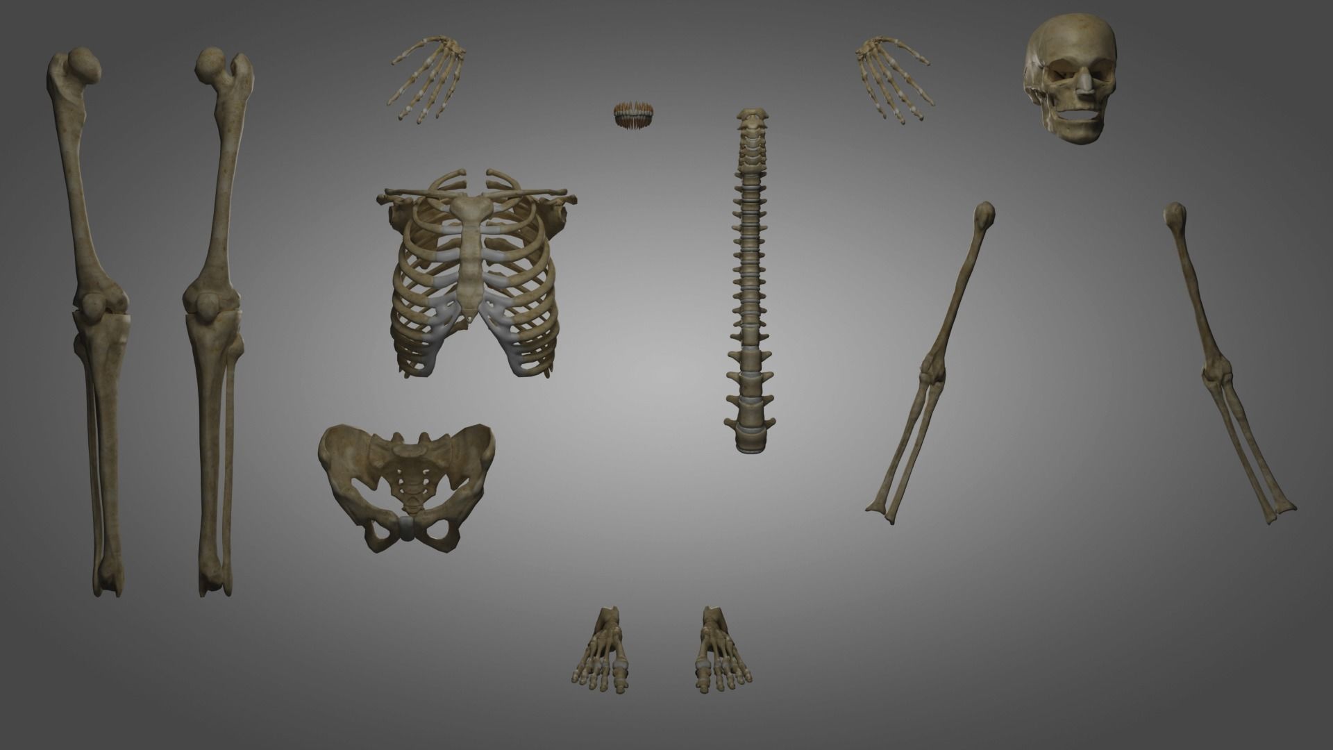 Human Skeleton  3D model_3