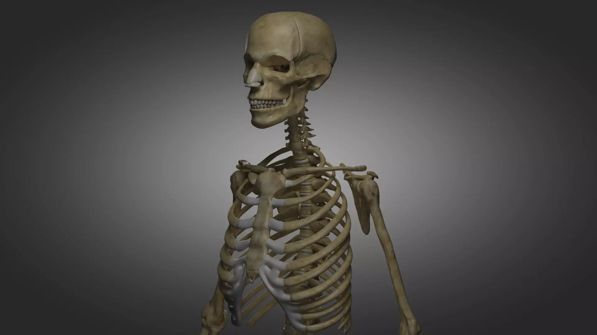Human Skeleton  3D model_0