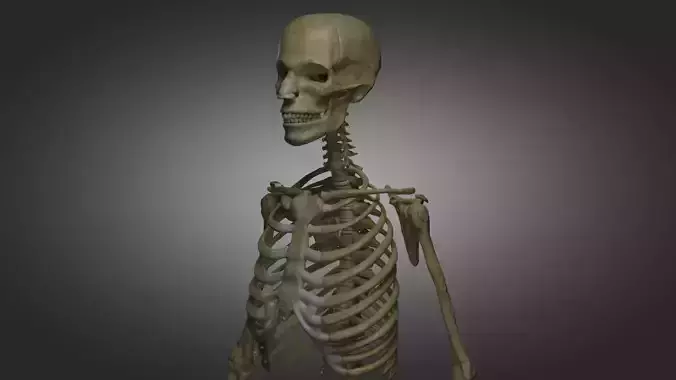 Human Skeleton 
