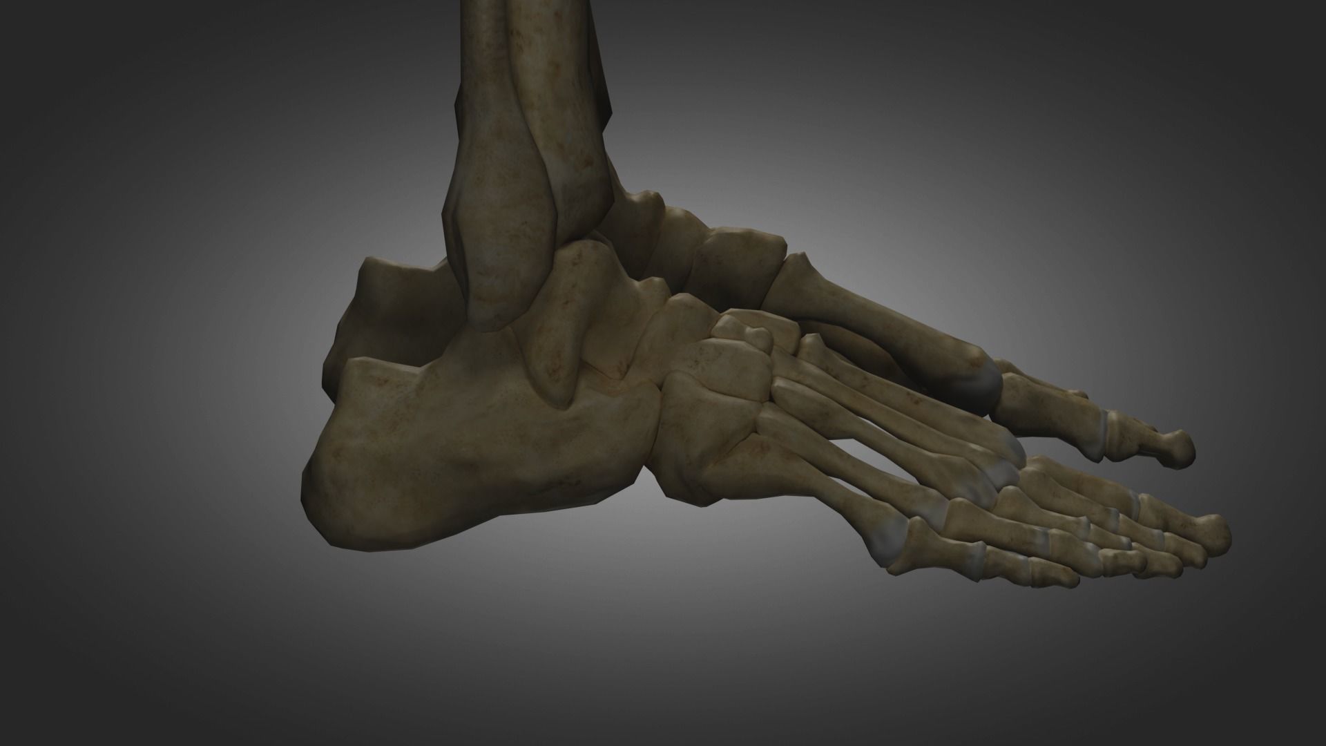Human Skeleton  3D model_8