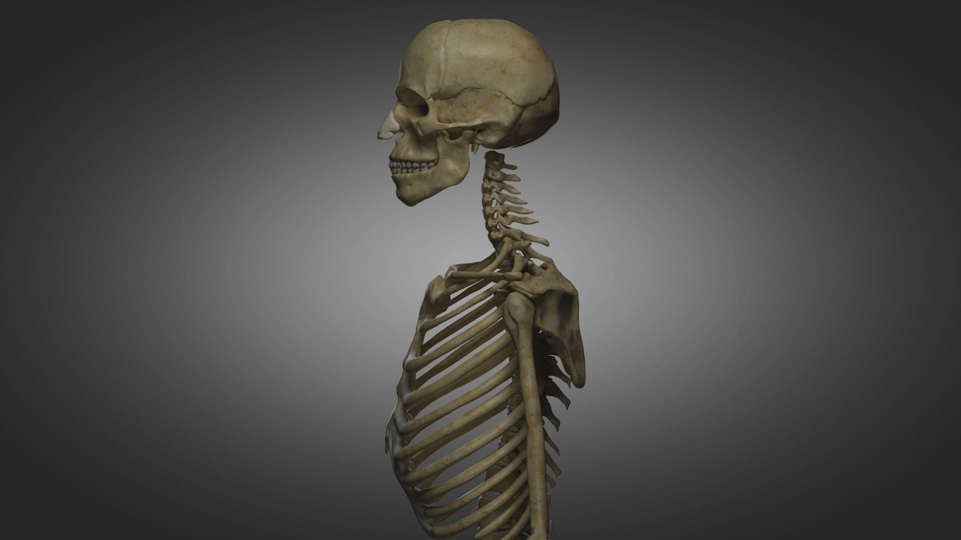 Human Skeleton  3D model_5