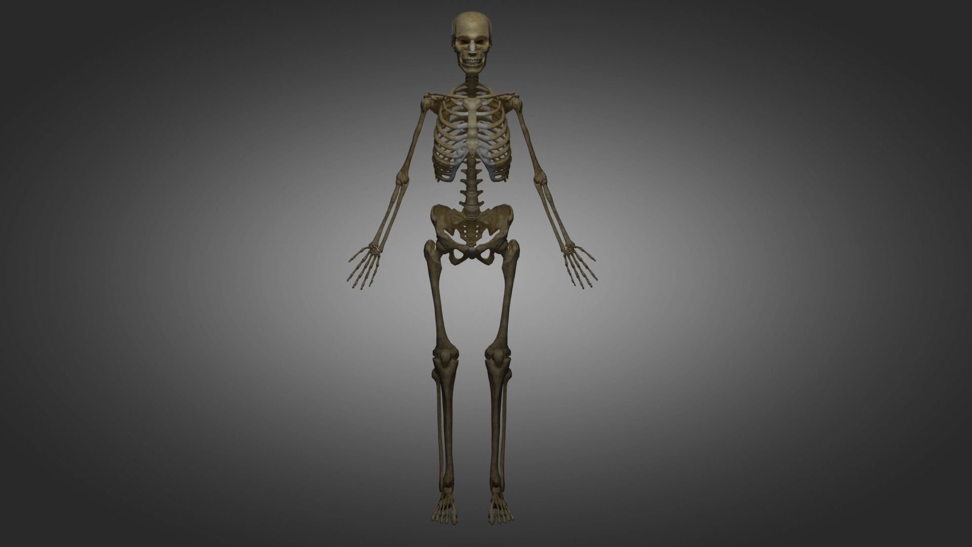 Human Skeleton  3D model_11