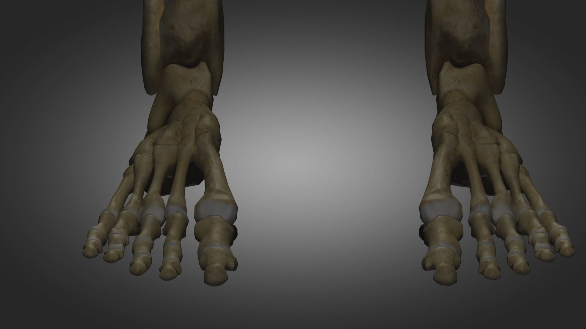 Human Skeleton  3D model_9