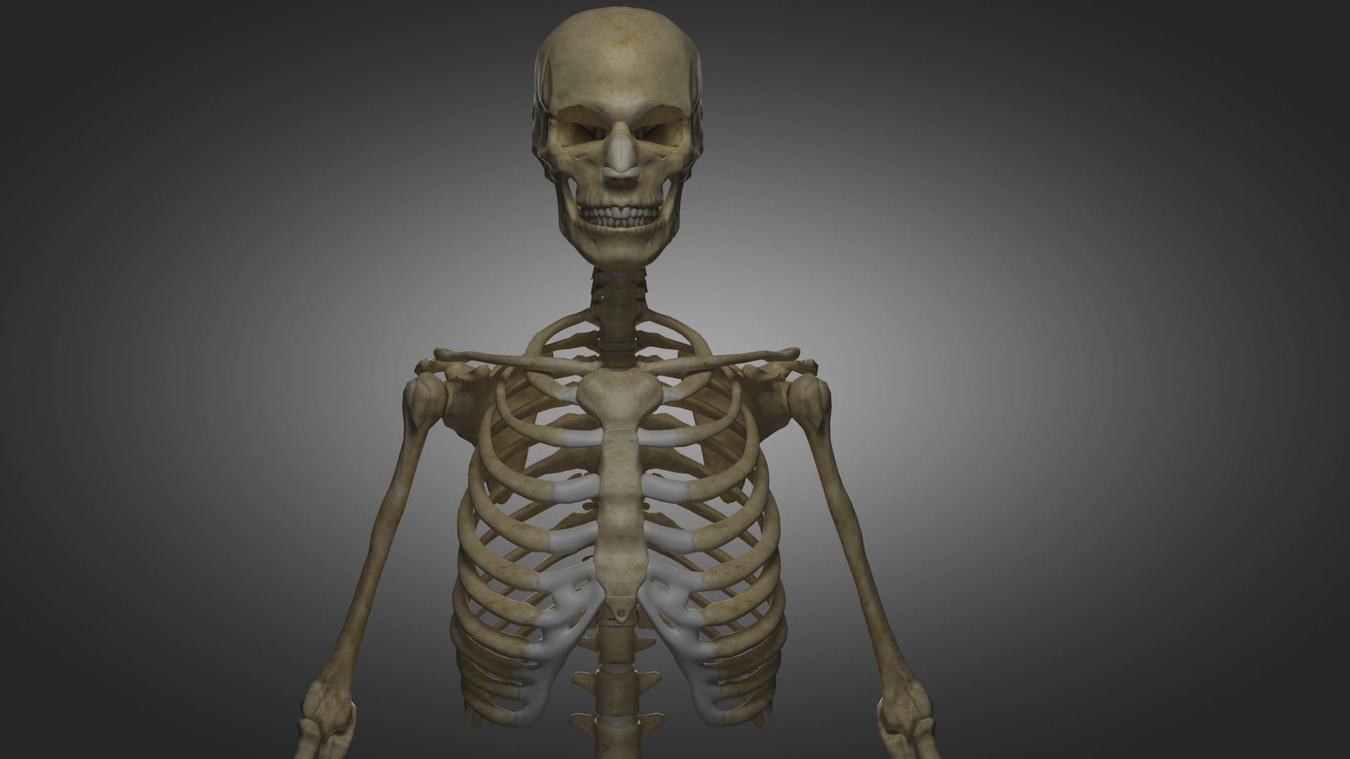 Human Skeleton  3D model_1
