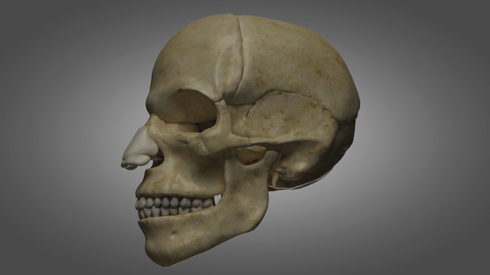 Human Skeleton  3D model_2