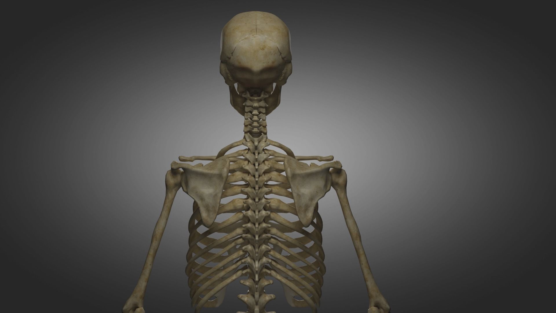 Human Skeleton  3D model_4