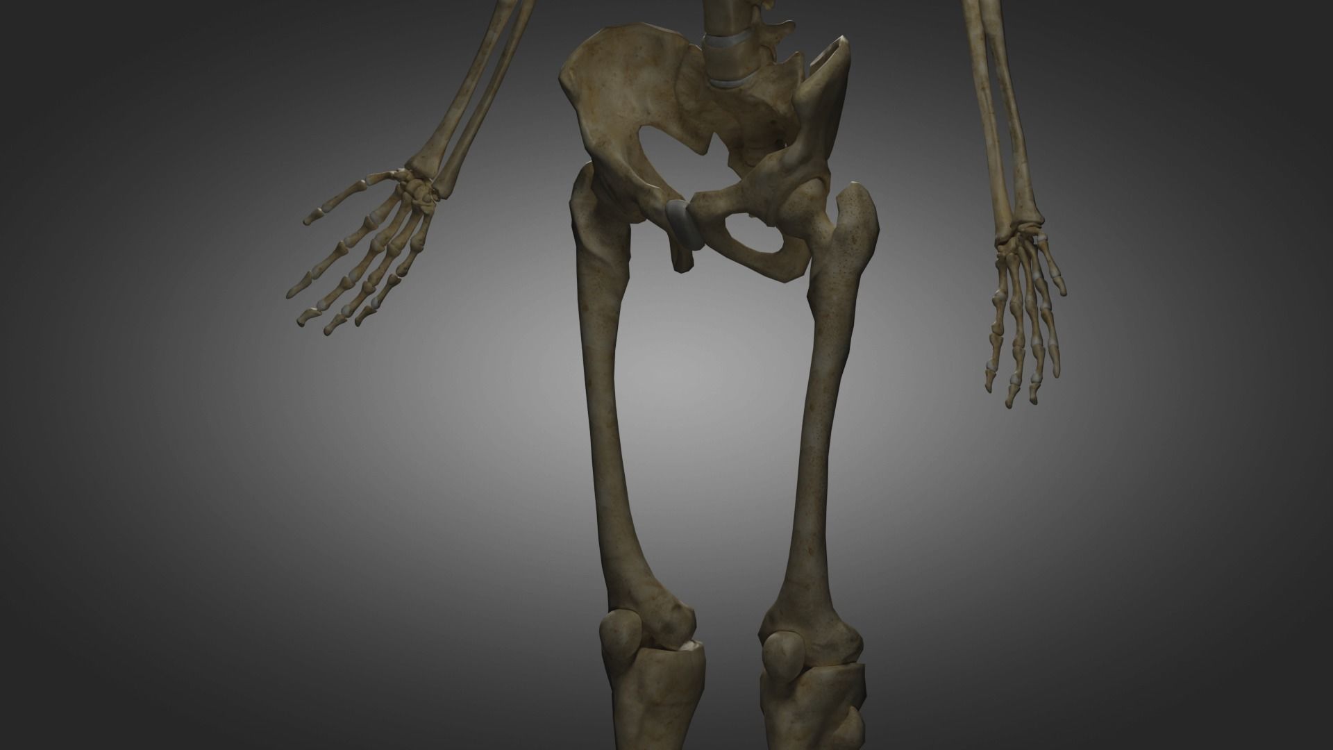 Human Skeleton  3D model_10