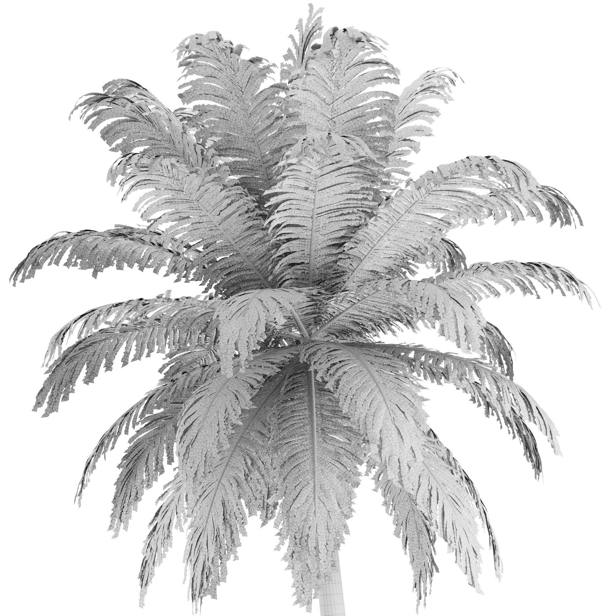 Hawaii Palm Tree 3D model_8