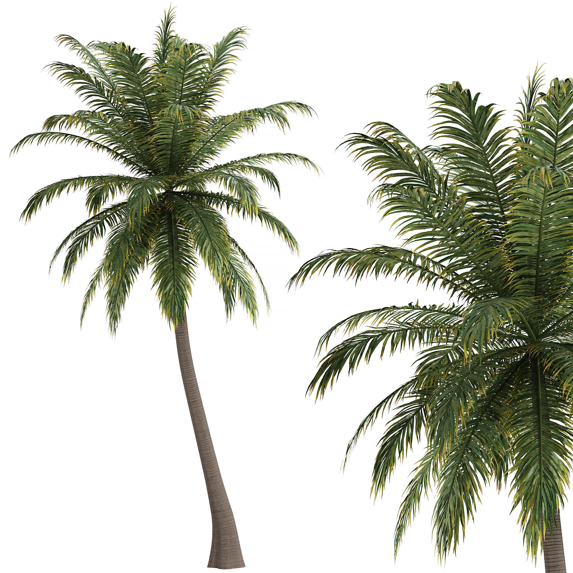Hawaii Palm Tree 3D model_0