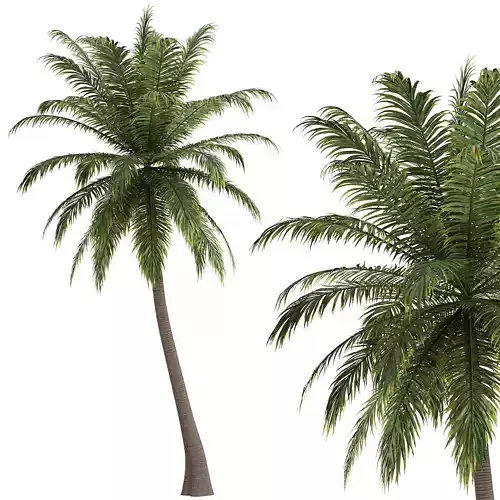 Hawaii Palm Tree 3D model