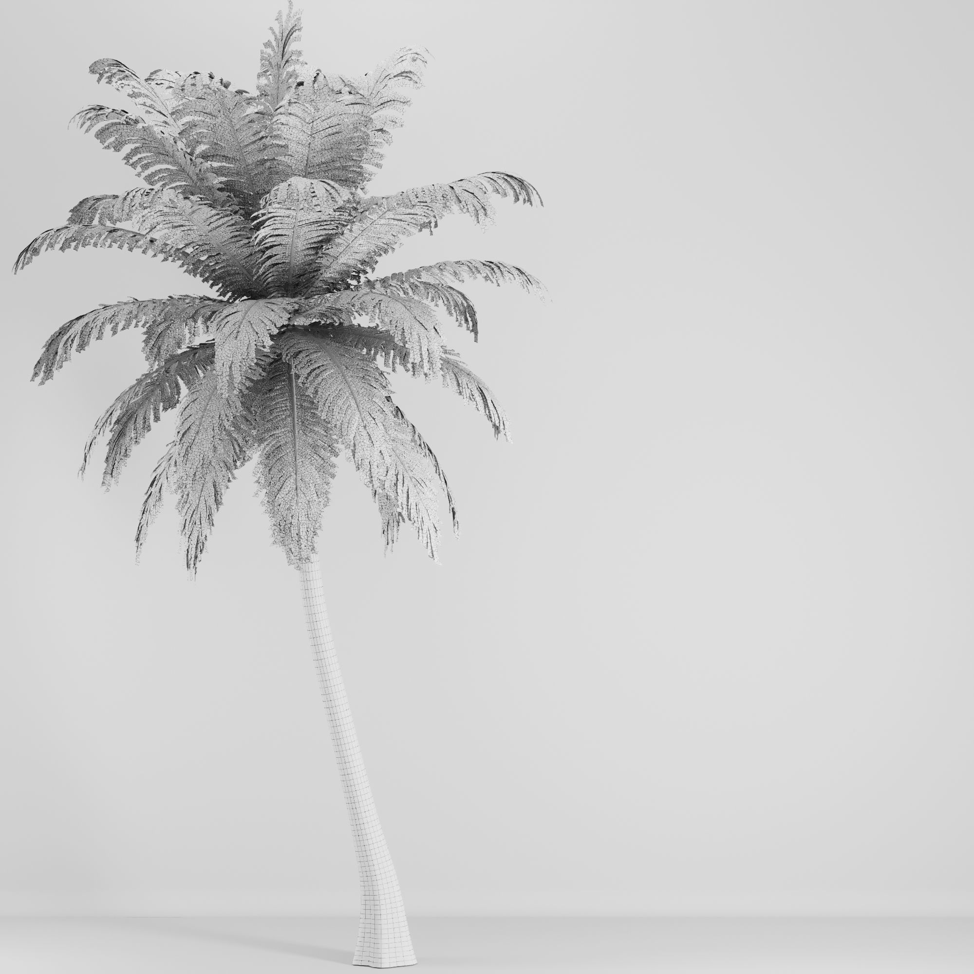 Hawaii Palm Tree 3D model_6