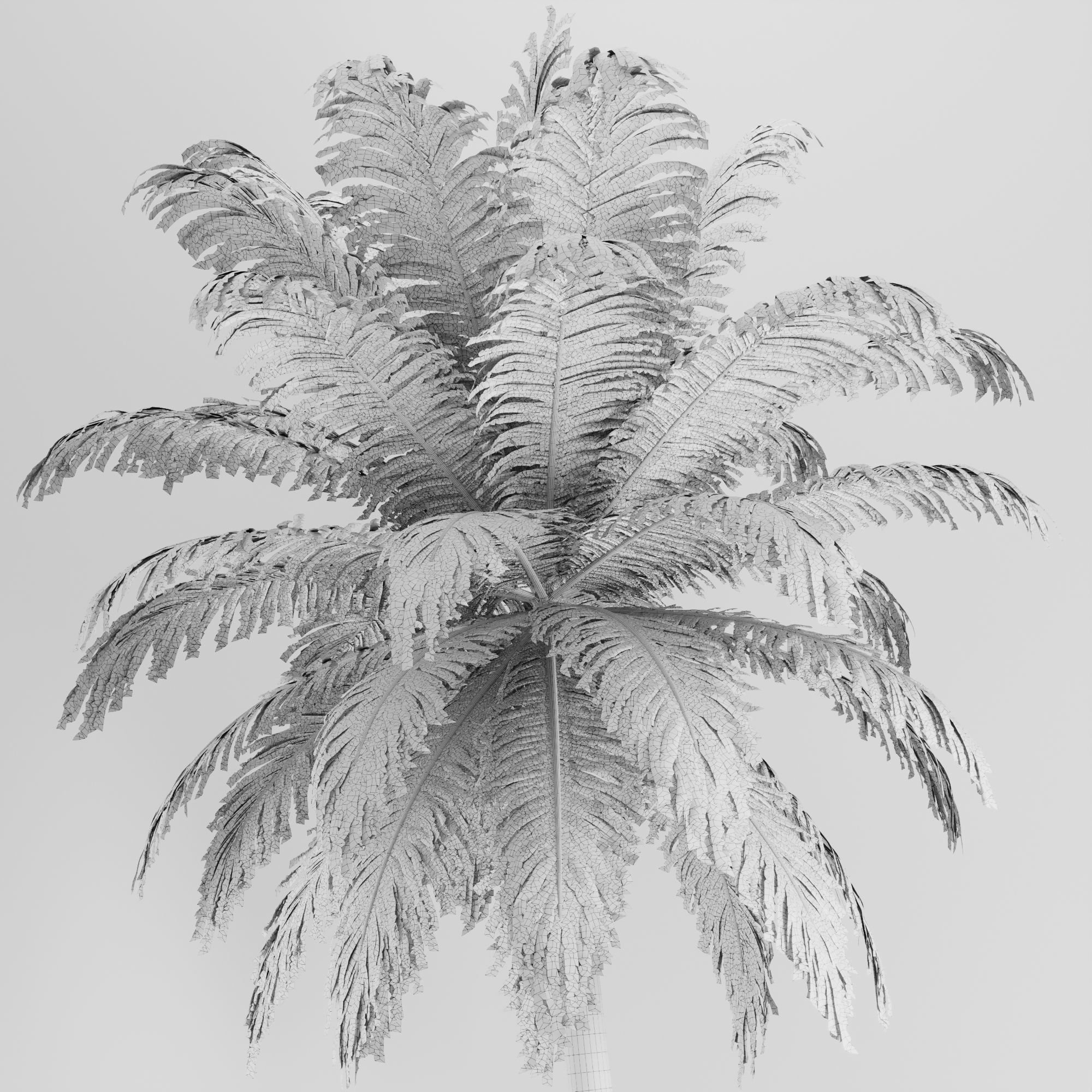 Hawaii Palm Tree 3D model_5