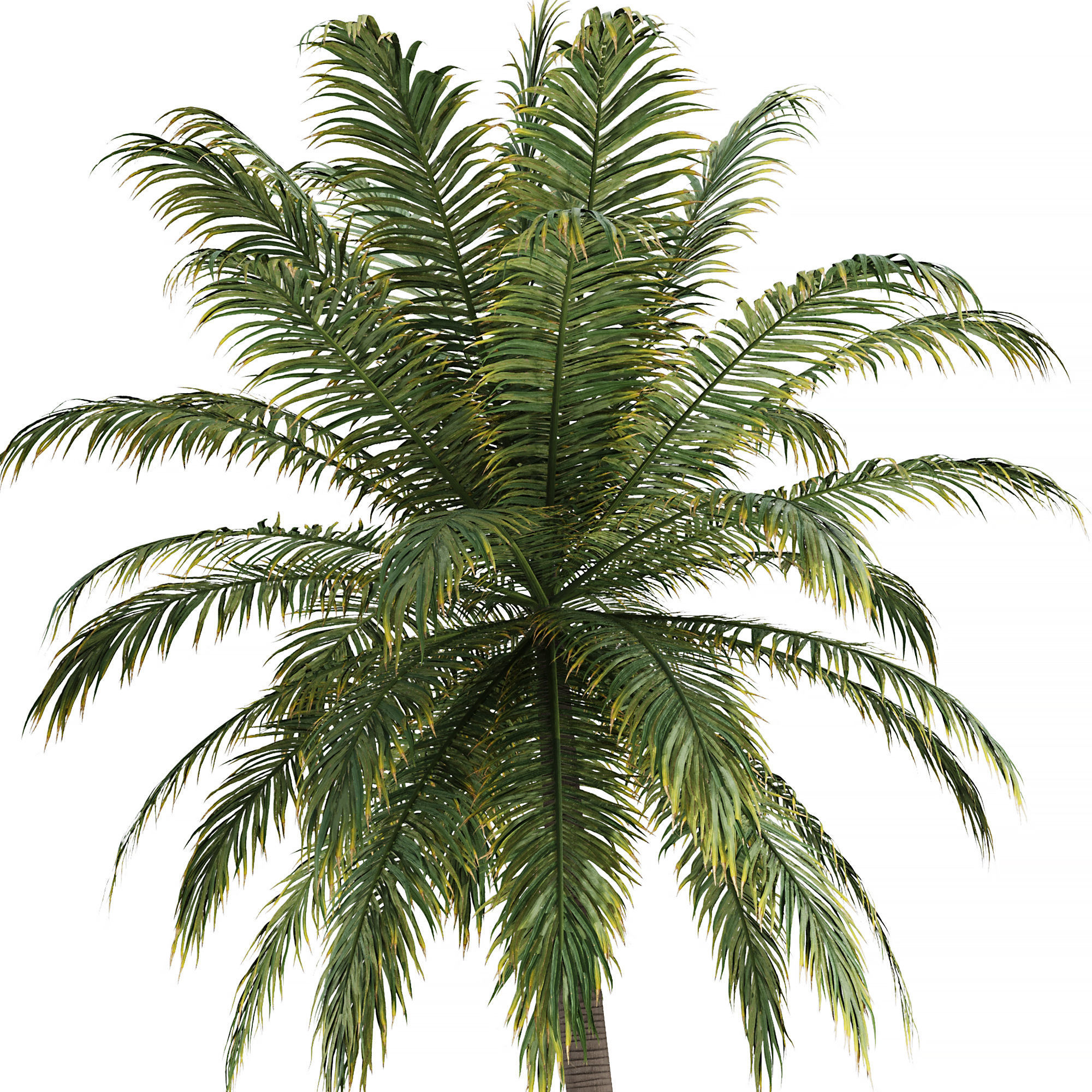 Hawaii Palm Tree 3D model_1
