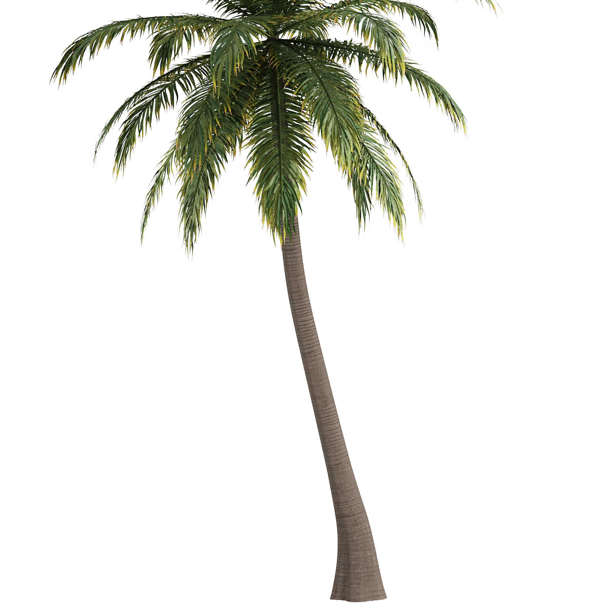 Hawaii Palm Tree 3D model_2