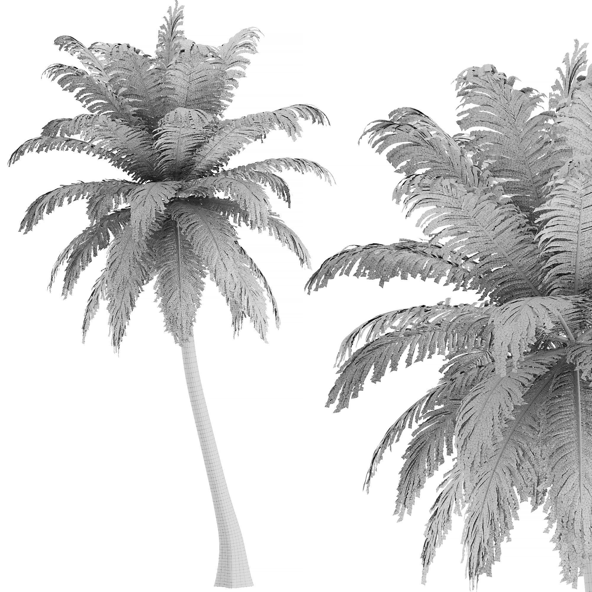 Hawaii Palm Tree 3D model_7