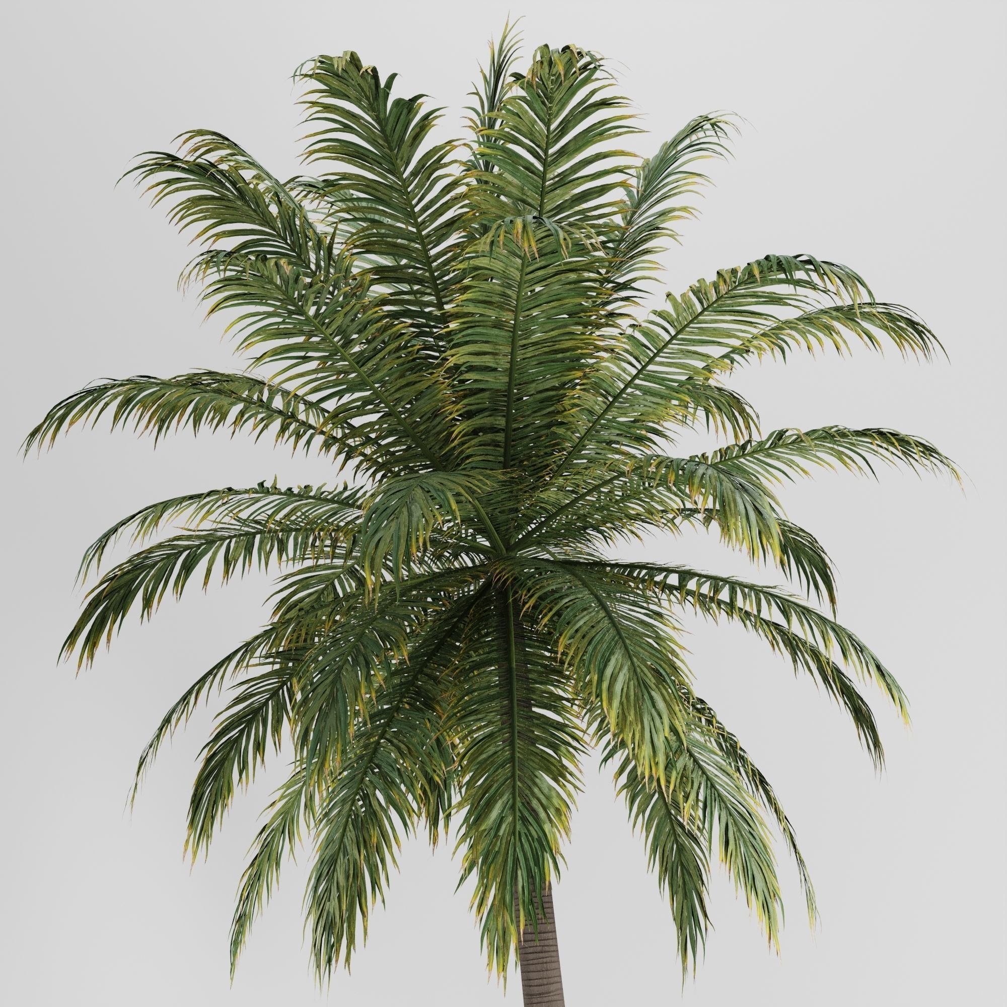 Hawaii Palm Tree 3D model_4