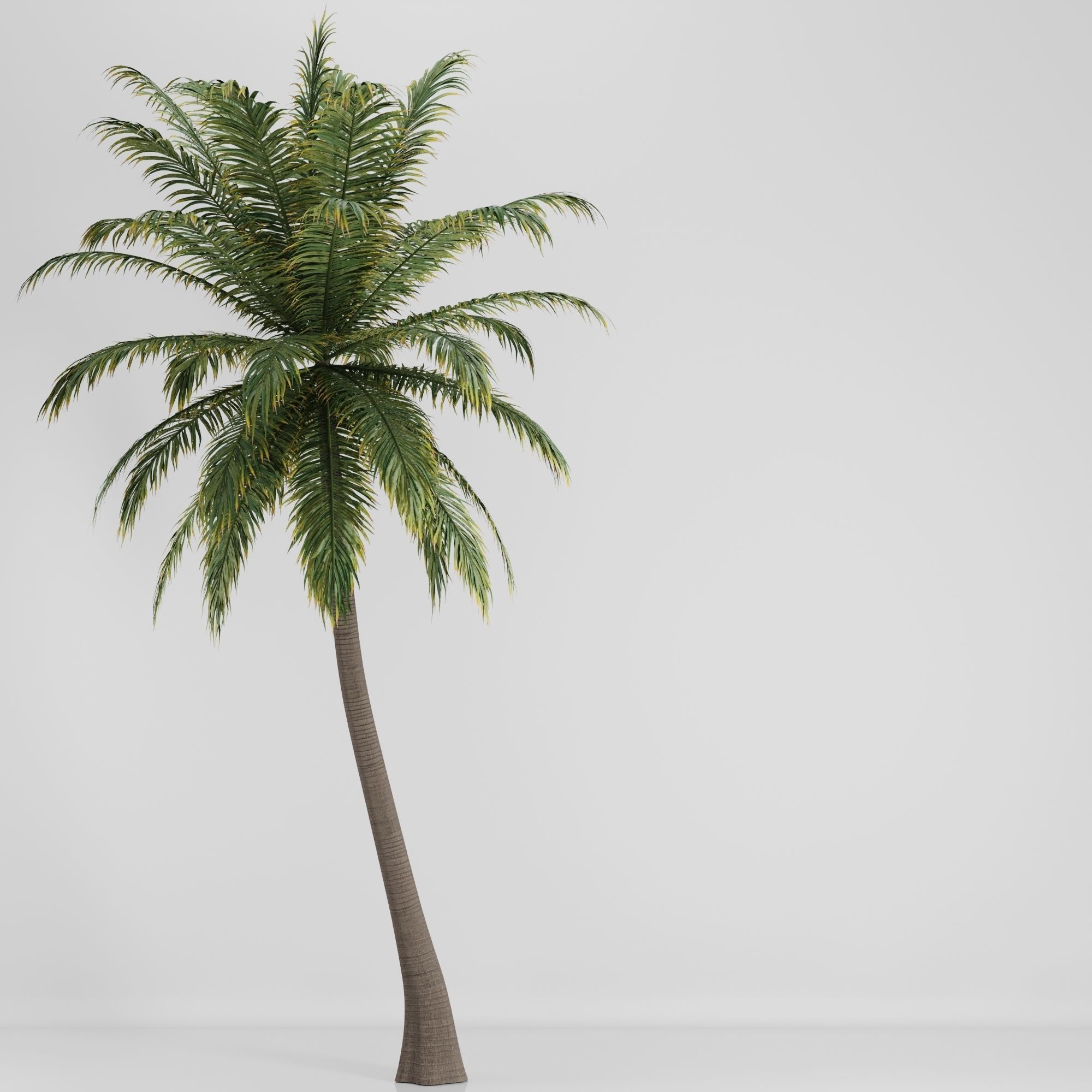 Hawaii Palm Tree 3D model_3