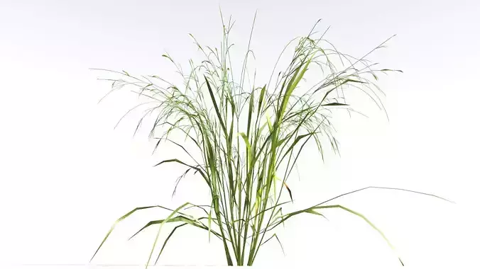 EVERYPlant Cheatgrass LowPoly 1 --18 Models-- Low-poly 3D model