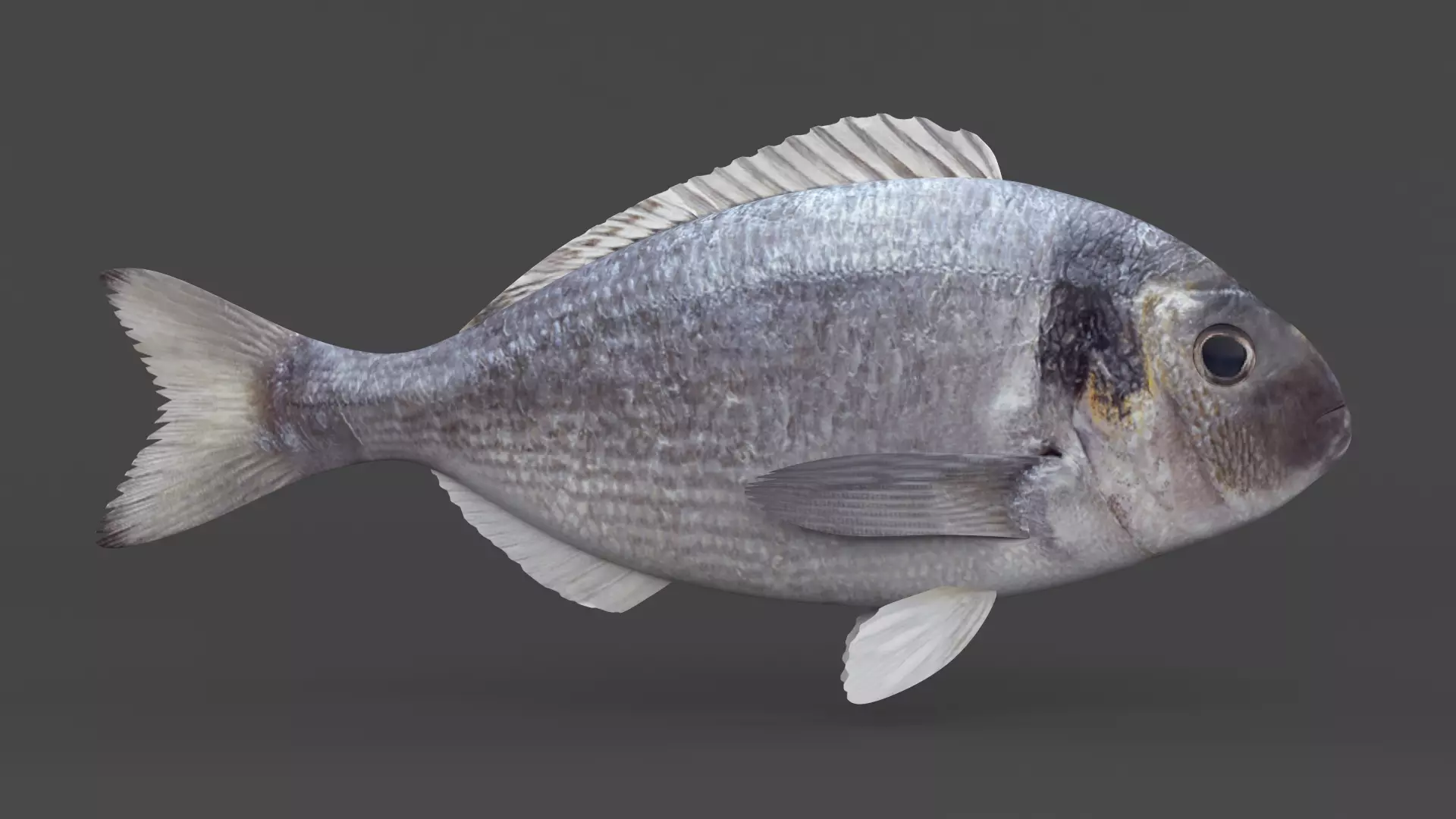 Dorado Fish 3D model_0